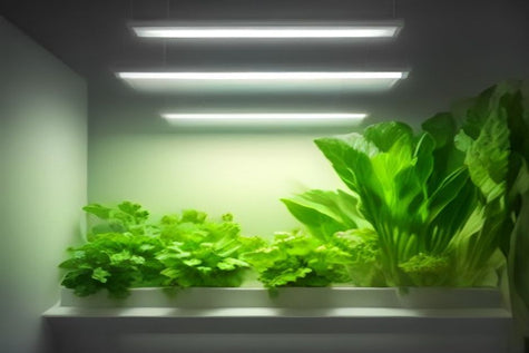 Homegrown Hydroponic Lettuce vs Store Bought Lettuce: Cost and Nutrition Compared