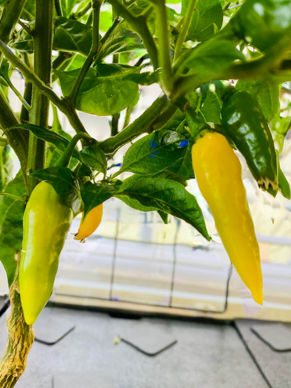 Savor Sweet & Spicy - Gardening Tips,Recipes | Rise Gardens