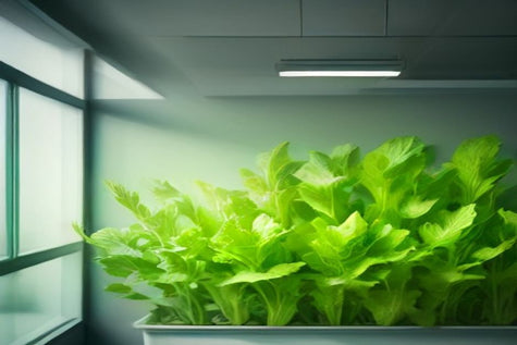 Why Is My Hydroponic Lettuce Growing Slowly in Winter?