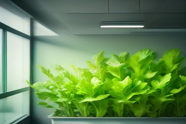Why Is My Hydroponic Lettuce Growing Slowly in Winter?