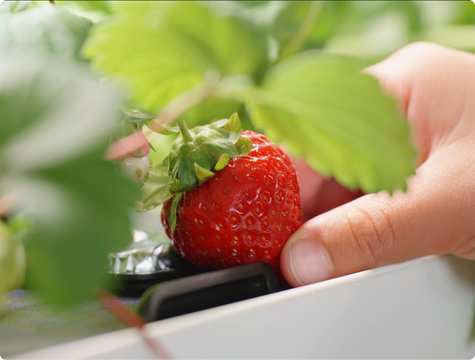 How to Set Up Your Indoor Hydroponic Garden: A Step-by-Step Guide