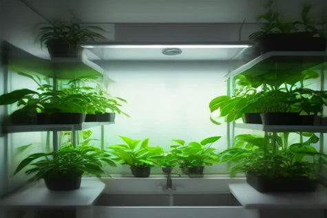 Hydroponics vs Aeroponics for Home Growing: Which System Actually Fits Your Life?