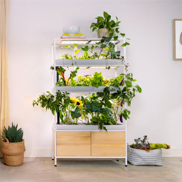 Indoor Hydroponic Garden vs a Produce Delivery Subscription: Which Saves More?