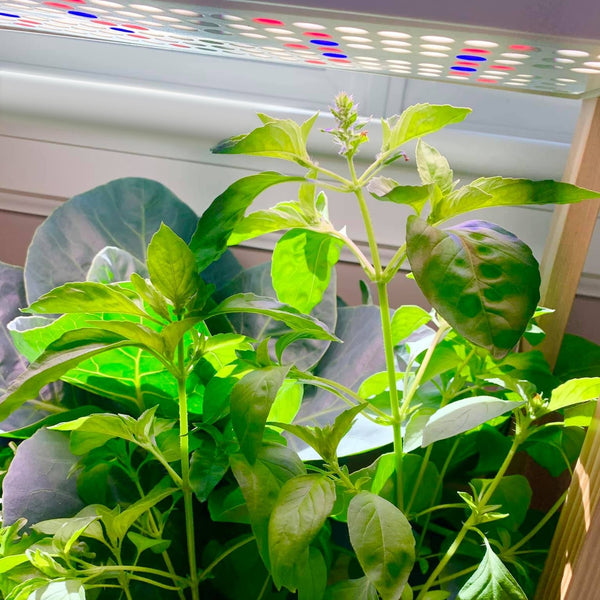 Zesty Freshness of Lime Basil in Your Kitchen - Gardening Tips,Recipes | Rise Gardens