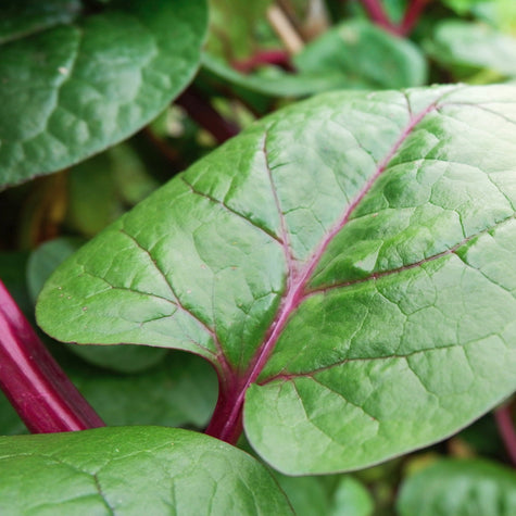 Malabar Vining Spinach: Winter's Nutritional Powerhouse - Lifestyle,Recipes | Rise Gardens