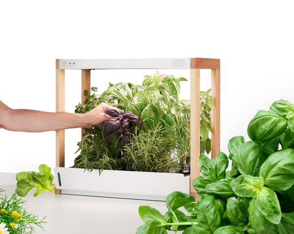Hand harvesting herbs from indoor garden