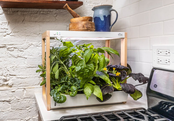 Indoor garden on kitchen counter