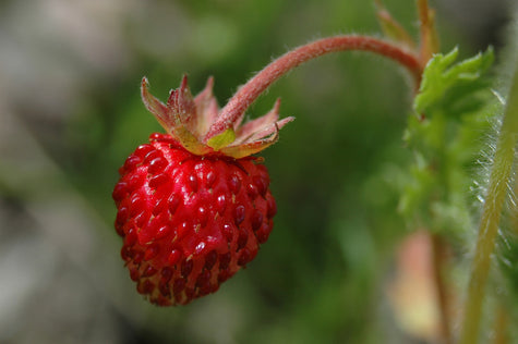 Health Benefits of Wild Strawberries