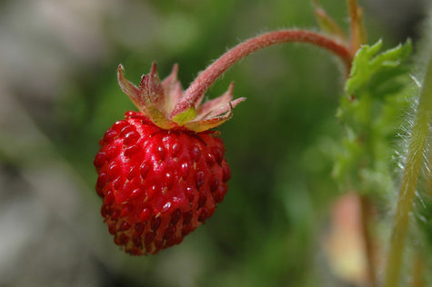 Health Benefits of Wild Strawberries - Wellness | Rise Gardens