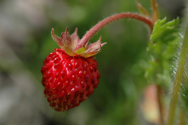 Health Benefits of Wild Strawberries - Wellness | Rise Gardens