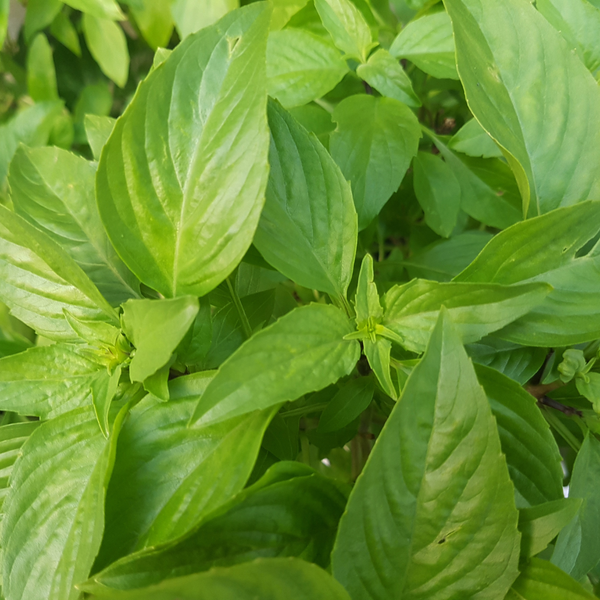 Easy Tips for Removing Pests - Gardening Tips | Rise Gardens