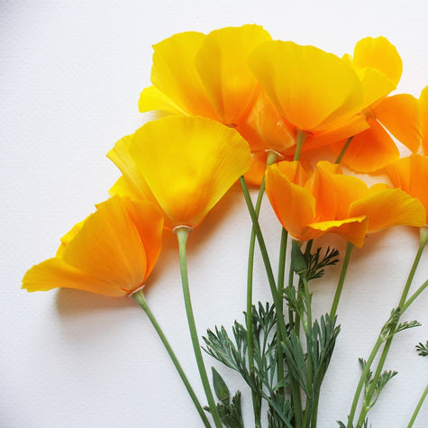 How to Elevate Your Recipes With Flowers - Recipes | Rise Gardens