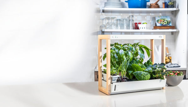 Indoor garden system in kitchen