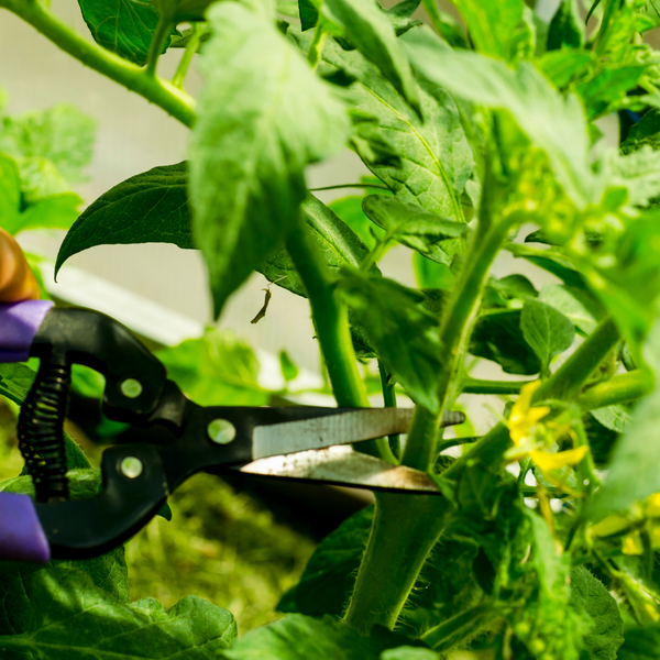 Why should I prune my plants? - Gardening Tips | Rise Gardens