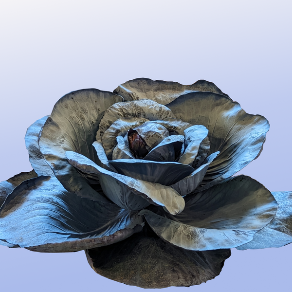 Red Omero Cabbage: A Winter Wellness Wonder - Lifestyle,Recipes | Rise Gardens