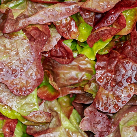 Red Romaine: A Burst of Color in Your Rise Garden