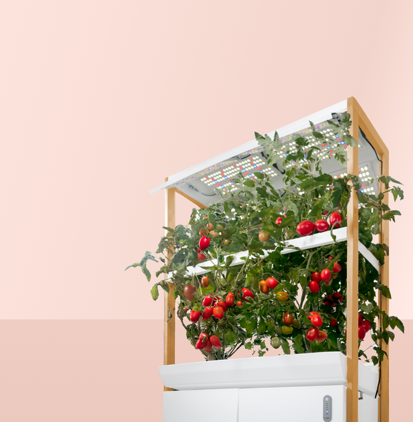 Rise Roma 101: Experience Bigger and Better Bounty - Lifestyle | Rise Gardens