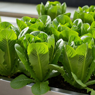 Growing Romaine Lettuce Indoors: The Ultimate Beginner's Guide