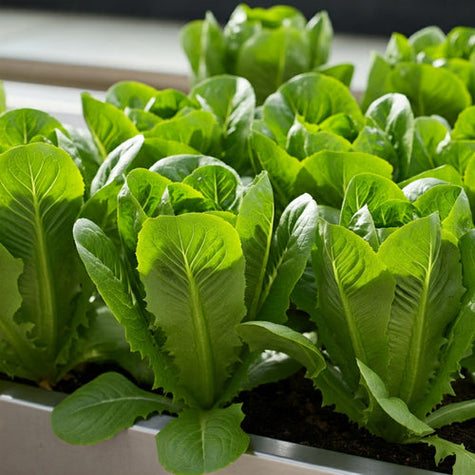 Growing Romaine Lettuce Indoors: The Ultimate Beginner's Guide - Hydroponics | Rise Gardens