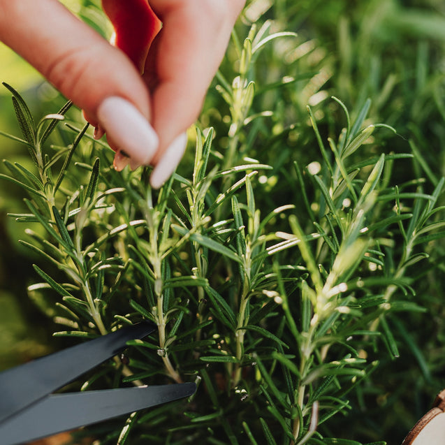 All about Rosemary