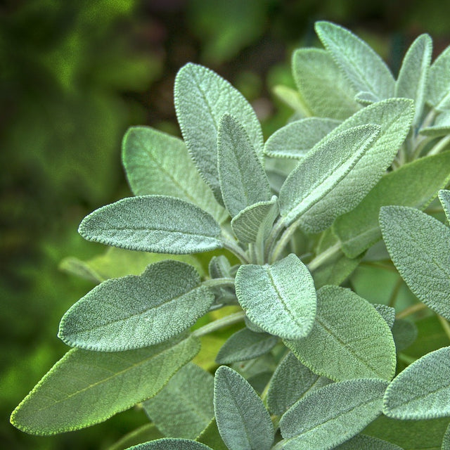 Discover the Origin of Sage