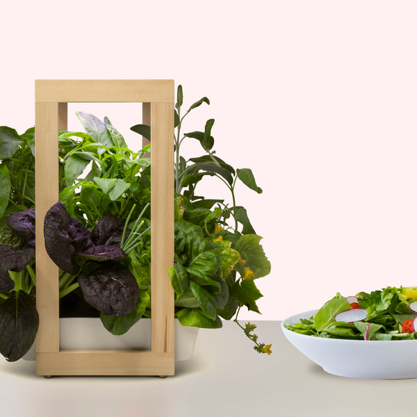 A Garden Guide For Beginner Growers: A Lettuce Garden - Gardening Tips | Rise Gardens