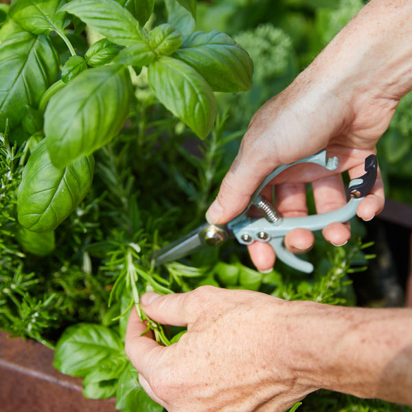 Hands pruning fresh garden herbs