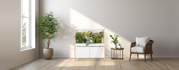 Indoor garden in sunny room