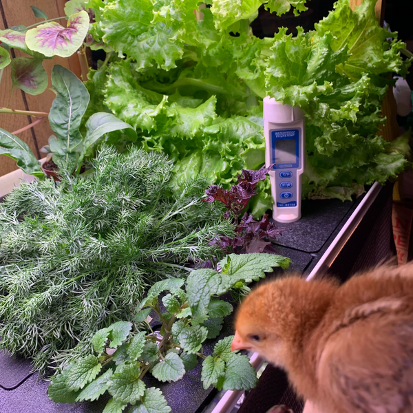 Why I Rise: Stacey Householder's Rise Gardens Journey - Lifestyle | Rise Gardens