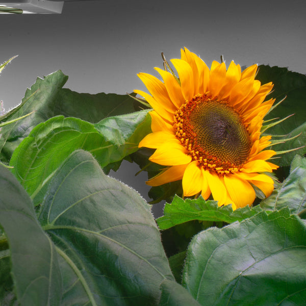 Wellness in Full Bloom: The Therapeutic Benefits of Flower Arranging for Seniors - Lifestyle,Wellness | Rise Gardens