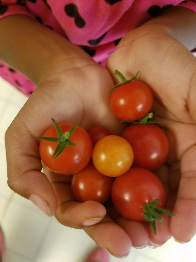 Grocery Store Tomatoes vs Indoor Garden Tomatoes