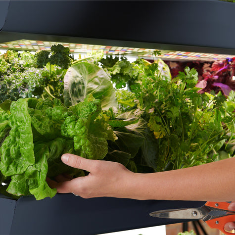 An Epic Adventure of Taste, Time, and Tiny Veggies - Gardening Tips,General | Rise Gardens