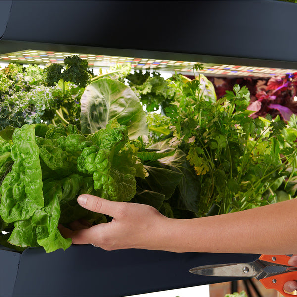 An Epic Adventure of Taste, Time, and Tiny Veggies - Gardening Tips,General | Rise Gardens