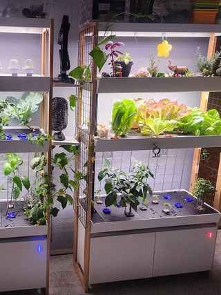 What Is An Indoor Plant Garden?