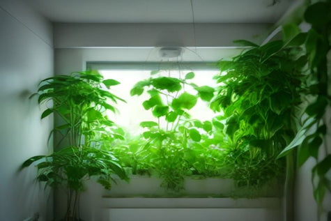 White Fuzzy Mold on Hydroponic Seed Pods: How to Identify and Stop It