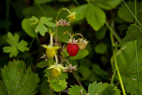 9 Fun + Delicious Ways to Use Mini Snackable Strawberries - Lifestyle | Rise Gardens
