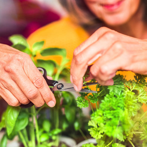 How Gardening Helps People with Dementia Blossom