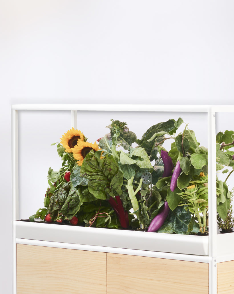 Hydroponic garden with sunflowers, peppers, eggplants, swiss chard and greens