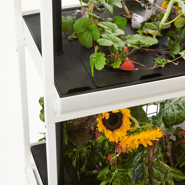 Add hydroponic nutrients into to the hydroponic garden to optimize plant growth