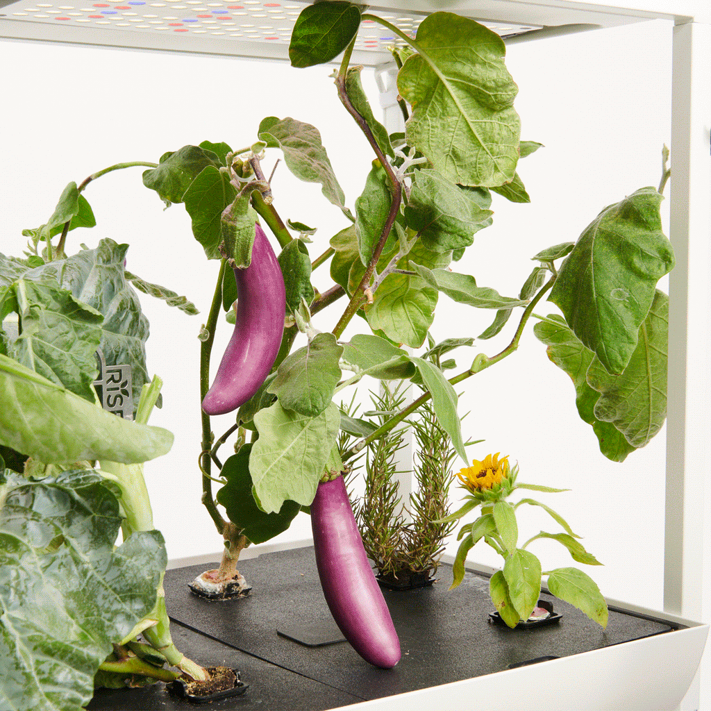 indoor growing plant system The Rise Garden 3