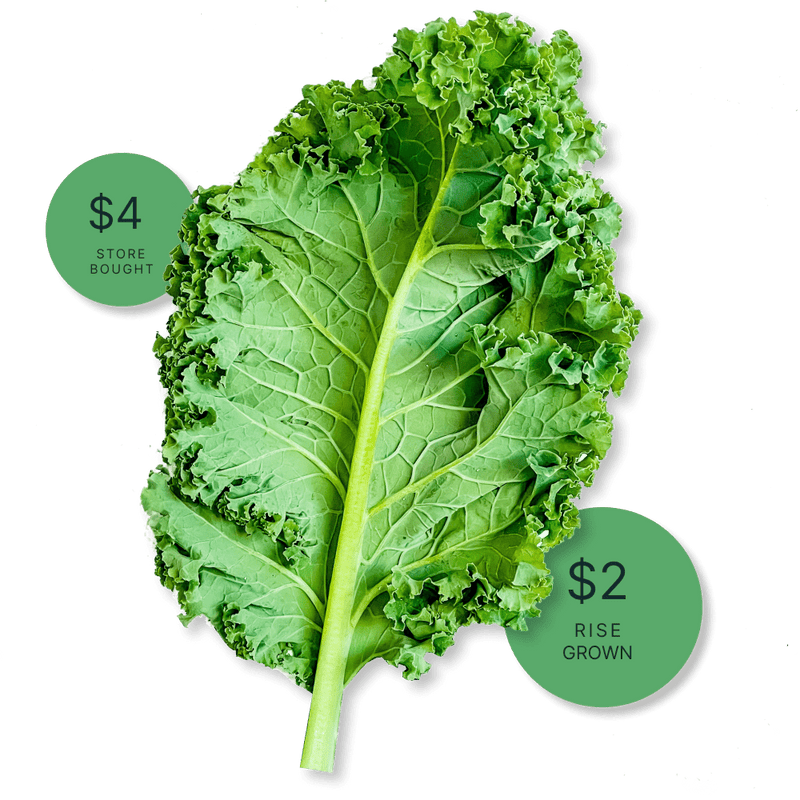 Save money when you grow with an hydroponic system