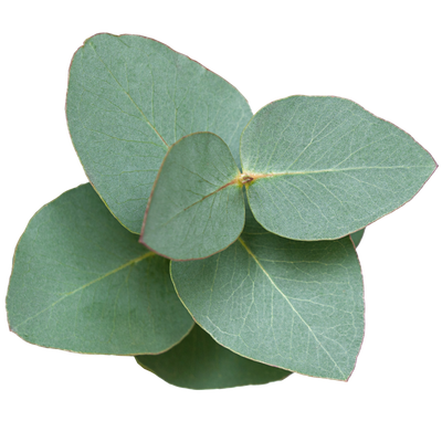 Hydroponic Eucalyptus