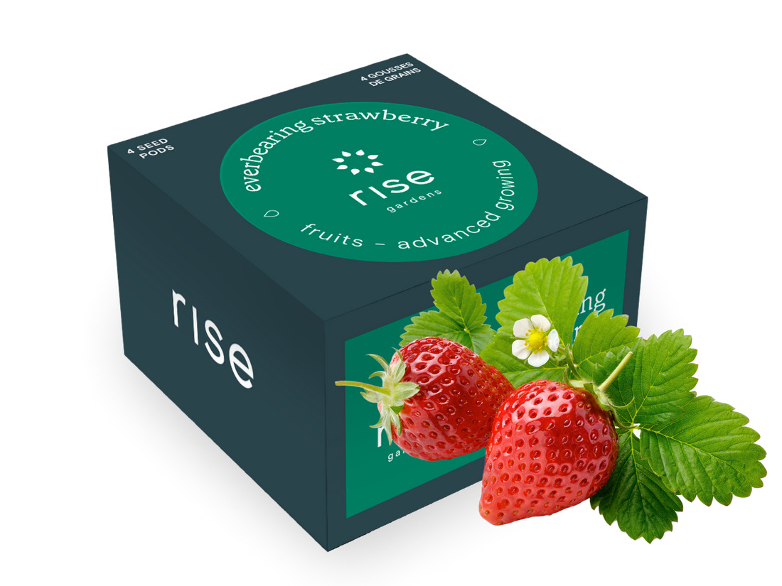 strawberry seed kit Hydroponic Strawberry seedpods