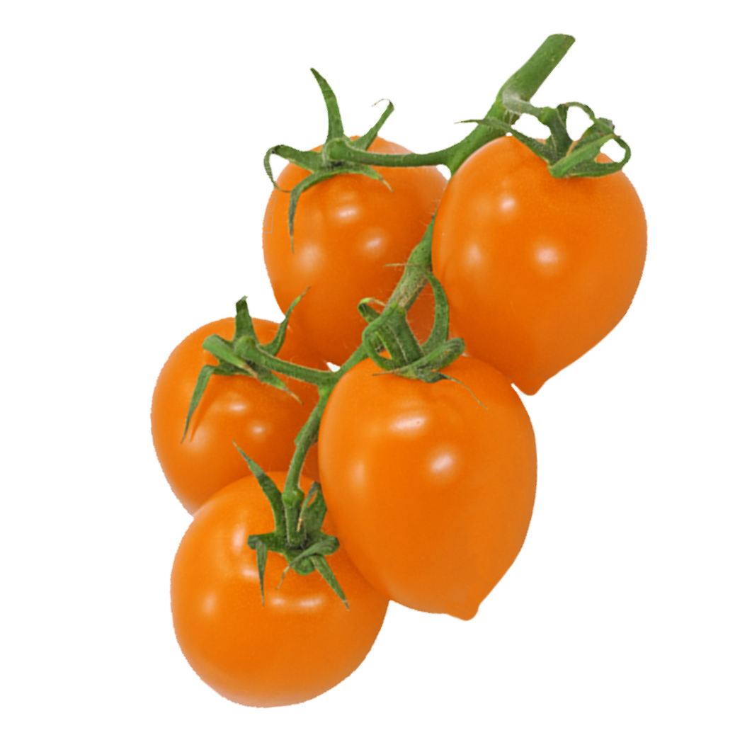 Tomato Heartbreakers Dora Orange | Seeds for Indoor Herb Garden