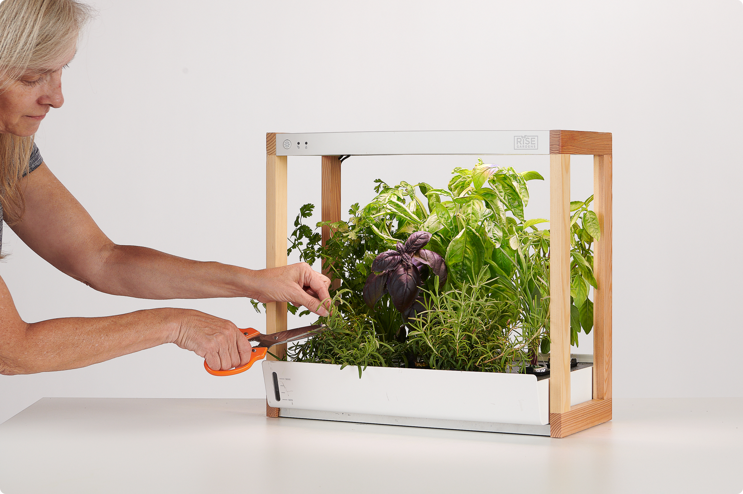 Personal Rise Garden - Thumbnail 2