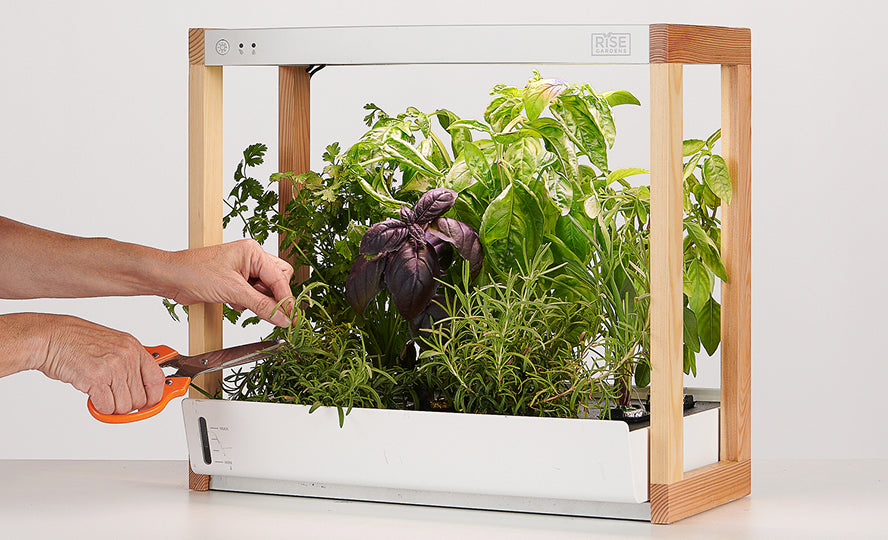 Personal Rise Garden - Thumbnail 5