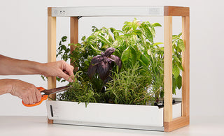 rise garden seeds Personal Rise Garden