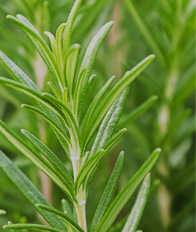 Rosemary  hydroponic produce