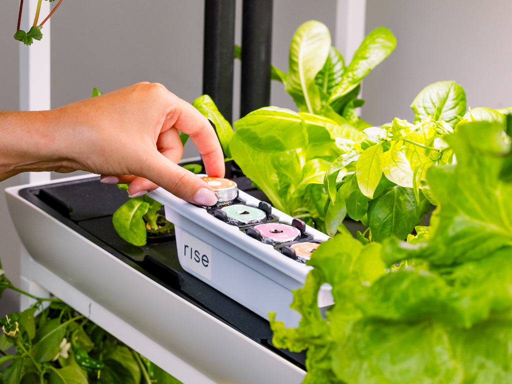 where can i buy hydroponic plants The Rise Garden 3