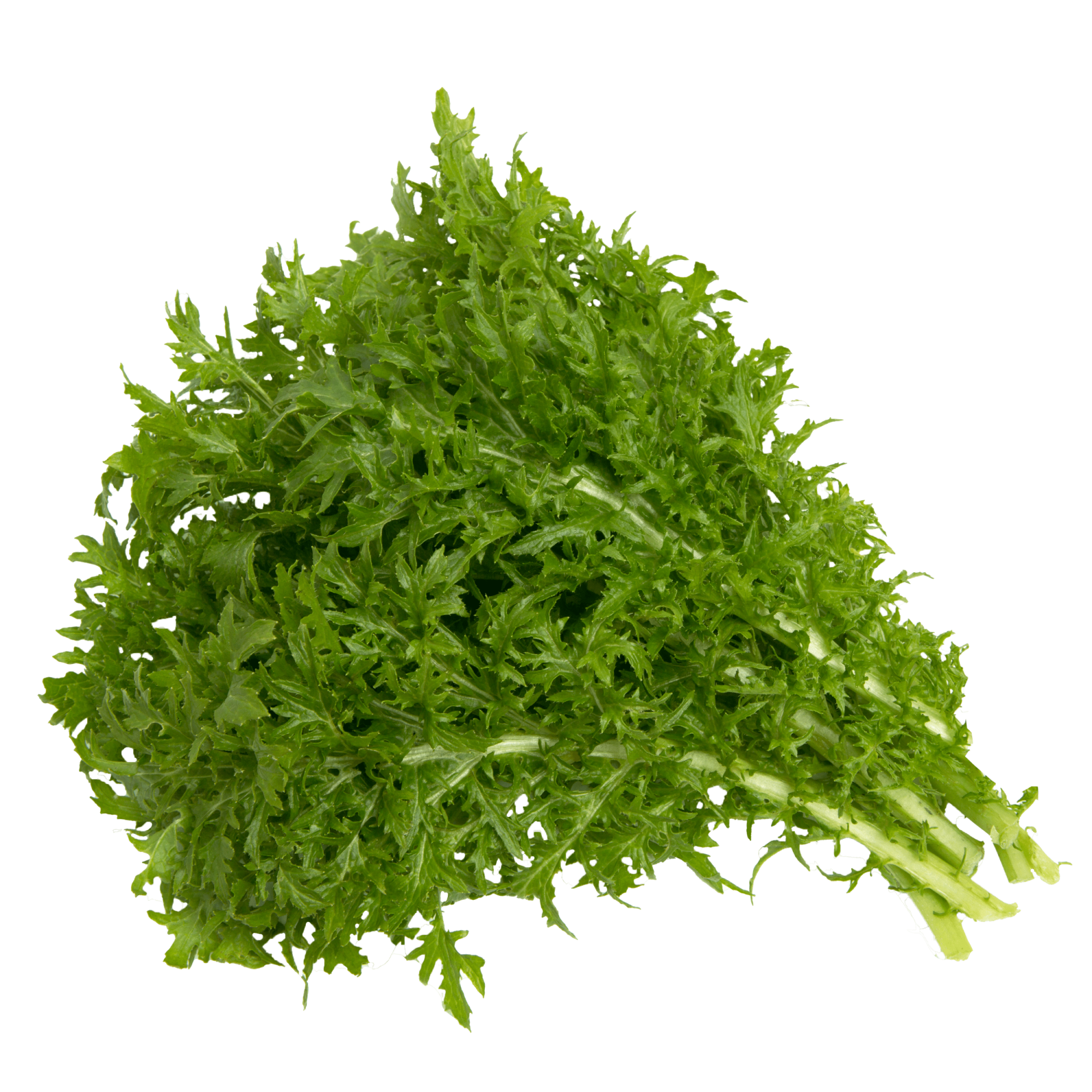 wasabi plant hydroponics Wasabi Mustard seeds for Hydroponic Gardens |Rise Gardens